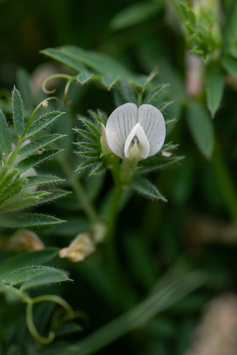 David Plant Photography - Wildlife Photography - Yellow vetch - H.jpg - Yellow vetch - Cornwall