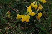 David Plant Photography - Wildlife Photographer - Birdsfoot trefoil - B
