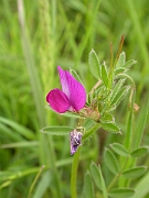 David Plant Photography - Wildlife Photographer - Common vetch flower - A