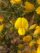 David Plant Photography - Wildlife Photographer - European gorse flower - A