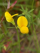 David Plant Photography - Wildlife Photographer - Narrow-leaved birdsfoot trefoil - A