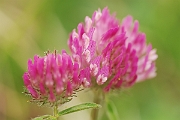 David Plant Photography - Wildlife Photographer - Red clover - A