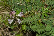 David Plant Photography - Wildlife Photography - Alpine milk-vetch - A