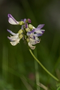 David Plant Photography - Wildlife Photography - Alpine milk-vetch - B