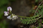 David Plant Photography - Wildlife Photography - Alpine milk-vetch - C