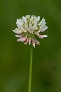 David Plant Photography - Wildlife Photography - Alsike clover - A