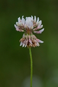 David Plant Photography - Wildlife Photography - Alsike clover - B