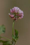 David Plant Photography - Wildlife Photography - Alsike clover - D