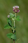 David Plant Photography - Wildlife Photography - Alsike clover - E