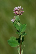 David Plant Photography - Wildlife Photography - Alsike clover - F