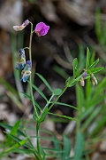 David Plant Photography - Wildlife Photography - Bitter vetch - B