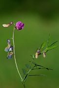 David Plant Photography - Wildlife Photography - Bitter vetch - C