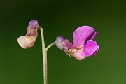 David Plant Photography - Wildlife Photography - Bitter vetch - D