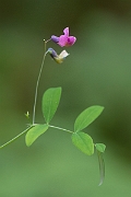 David Plant Photography - Wildlife Photography - Bitter vetch - E