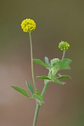 David Plant Photography - Wildlife Photography - Black medick - A