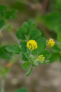 David Plant Photography - Wildlife Photography - Black medick - C