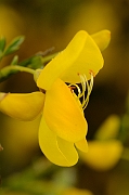 David Plant Photography - Wildlife Photography - Broom - A