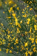 David Plant Photography - Wildlife Photography - Broom - C