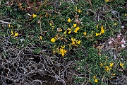 David Plant Photography - Wildlife Photography - Broom, maritimus - F