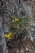 David Plant Photography - Wildlife Photography - Broom, maritimus - H