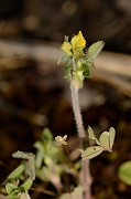 David Plant Photography - Wildlife Photography - Bur medick - A