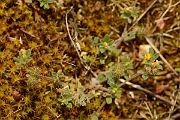 David Plant Photography - Wildlife Photography - Bur medick - C