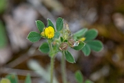 David Plant Photography - Wildlife Photography - Bur medick - D