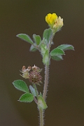David Plant Photography - Wildlife Photography - Bur medick - E