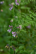 David Plant Photography - Wildlife Photography - Bush vetch - A