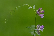 David Plant Photography - Wildlife Photography - Bush vetch - C