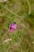 David Plant Photography - Wildlife Photography - Common vetch - B