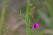 David Plant Photography - Wildlife Photography - Common vetch - C