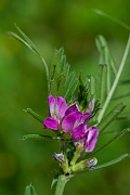 David Plant Photography - Wildlife Photography - Common vetch - E