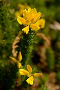 David Plant Photography - Wildlife Photography - Dwarf gorse - A