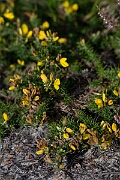 David Plant Photography - Wildlife Photography - Dwarf gorse - B