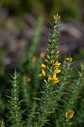 David Plant Photography - Wildlife Photography - Dwarf gorse - D