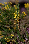 David Plant Photography - Wildlife Photography - Dwarf gorse - E
