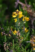 David Plant Photography - Wildlife Photography - Dwarf gorse - H