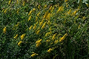David Plant Photography - Wildlife Photography - Dyer's greenweed - A