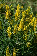 David Plant Photography - Wildlife Photography - Dyer's greenweed - B