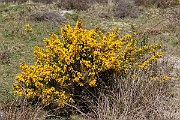 David Plant Photography - Wildlife Photography - European gorse - B