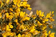David Plant Photography - Wildlife Photography - European gorse - C