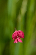 David Plant Photography - Wildlife Photography - Grass vetchling - A