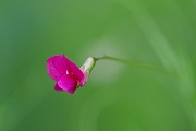 David Plant Photography - Wildlife Photography - Grass vetchling - F