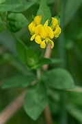 David Plant Photography - Wildlife Photography - Greater birdsfoot trefoil - A