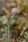 David Plant Photography - Wildlife Photography - Haresfoot clover - B
