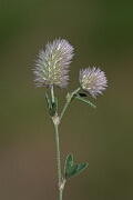 David Plant Photography - Wildlife Photography - Haresfoot clover - E
