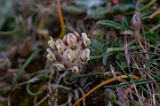 David Plant Photography - Wildlife Photography - Kidney vetch - F