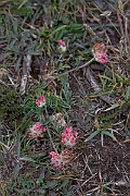 David Plant Photography - Wildlife Photography - Kidney vetch - J
