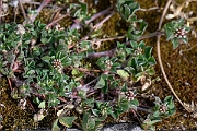 David Plant Photography - Wildlife Photography - Knotted clover - C